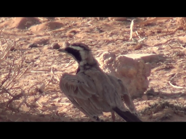 Temminck's Lark - ML201612191