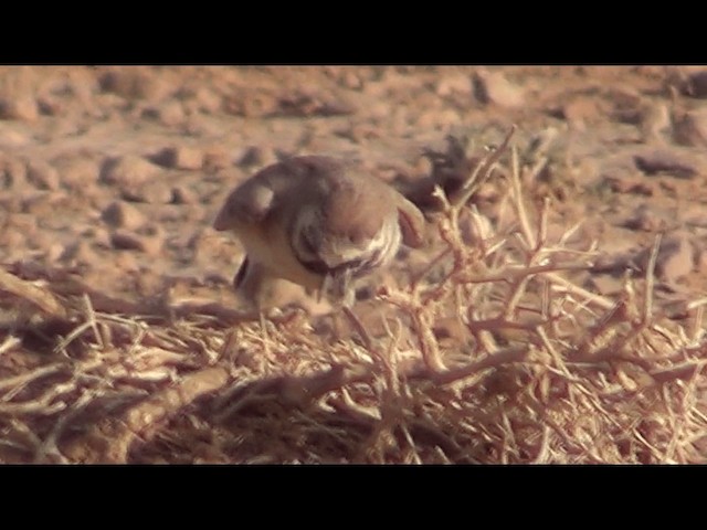 Temminck's Lark - ML201612231