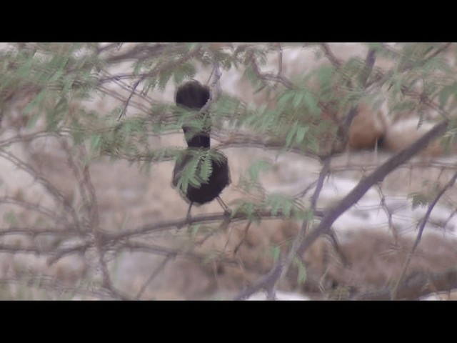 Black Scrub-Robin - ML201612241