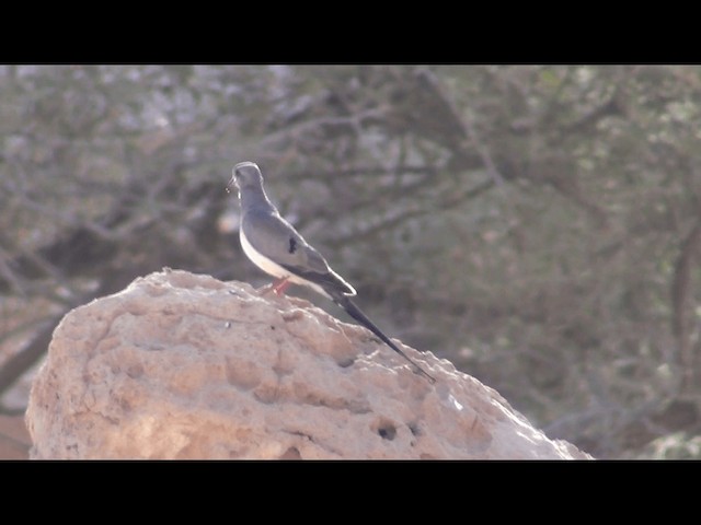 Namaqua Dove - ML201612251