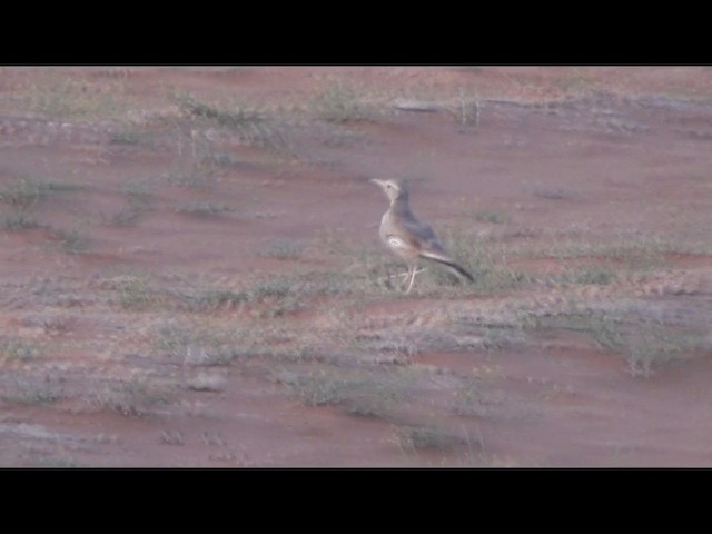 Greater Hoopoe-Lark - ML201612271