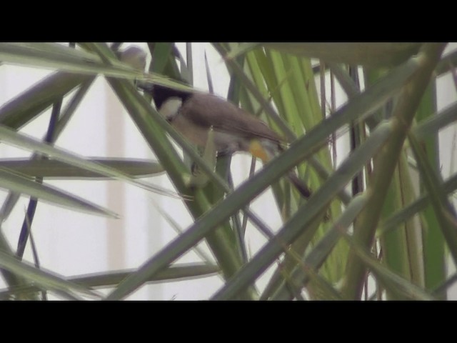 Bulbul Orejiblanco - ML201612281