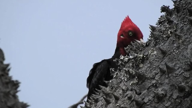 Cream-backed Woodpecker - ML201612301