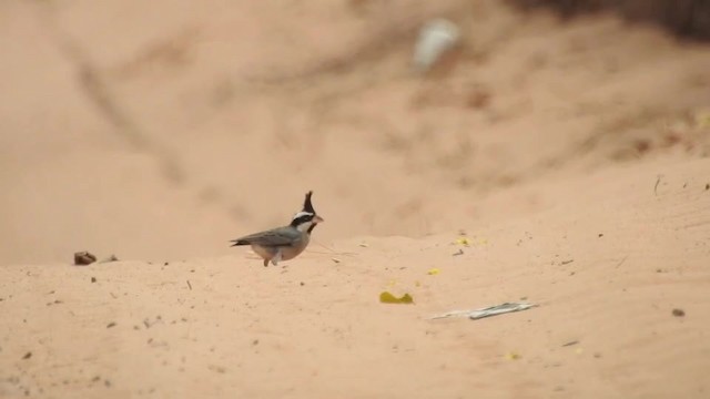 Black-crested Finch - ML201612321