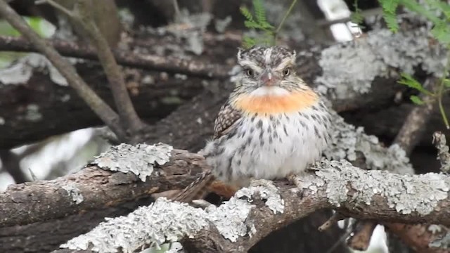 Buco Durmilí (striatipectus) - ML201612351