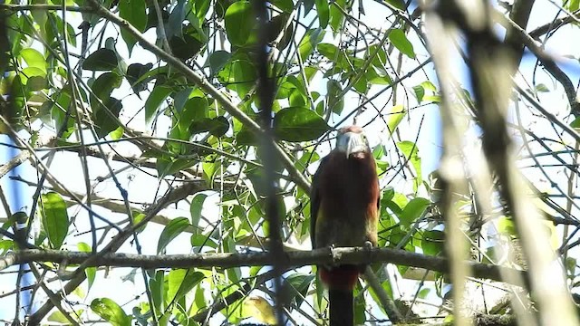 Spot-billed Toucanet - ML201612391