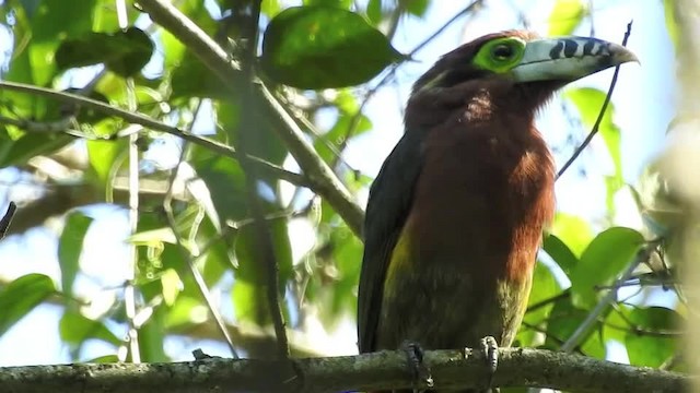 Spot-billed Toucanet - ML201612401