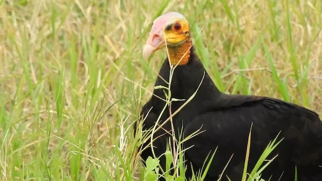 Lesser Yellow-headed Vulture - ML201612431