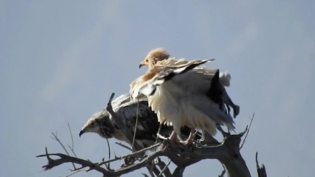 Egyptian Vulture - ML201612441