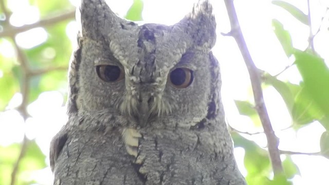 Pallid Scops-Owl - ML201612451