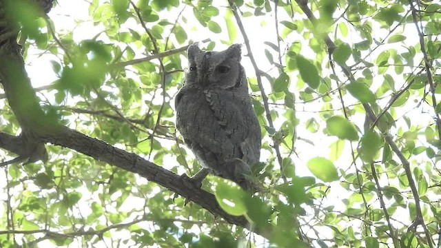 Pallid Scops-Owl - ML201612461