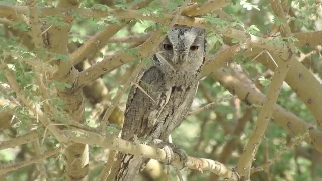 Pallid Scops-Owl - ML201612471