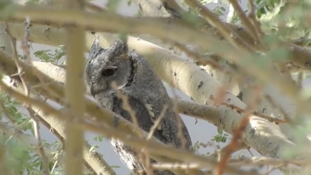 Pallid Scops-Owl - ML201612481