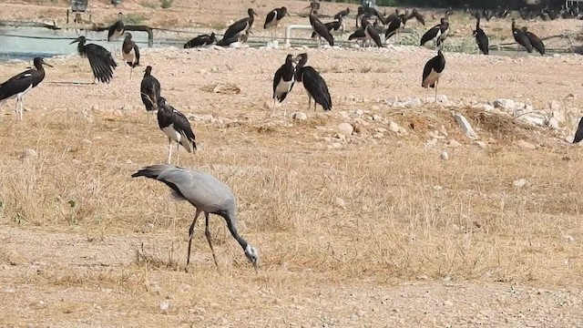 Demoiselle Crane - ML201612501