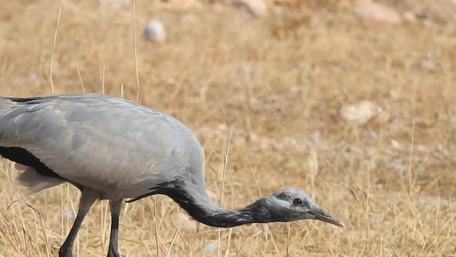 Demoiselle Crane - ML201612511