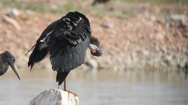 Cigüeña de Abdim - ML201612521