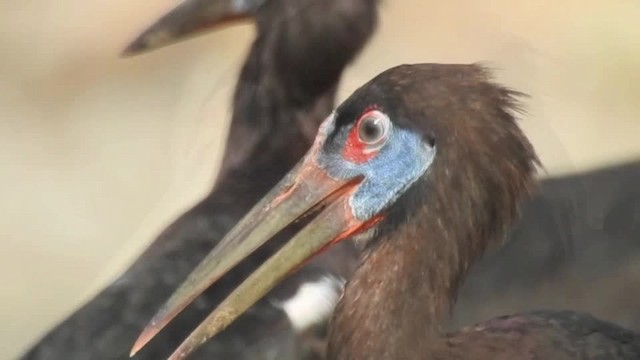 blåmaskestork - ML201612531