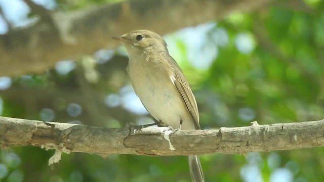 Red-breasted Flycatcher - ML201612541