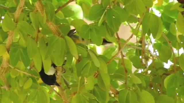 Bulbul Orejiblanco - ML201612561