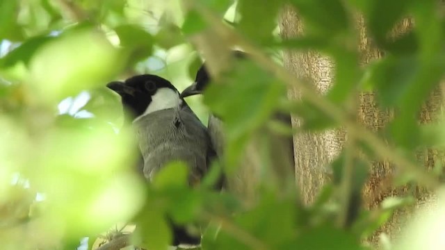 Bulbul à oreillons blancs - ML201612621