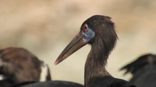 blåmaskestork - ML201612631