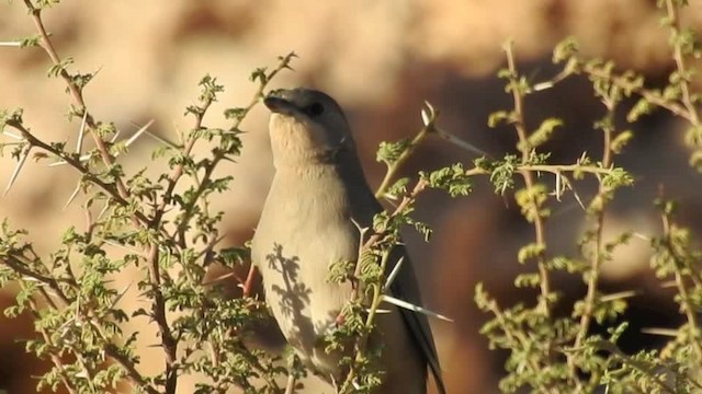 חיוורנית - ML201612651