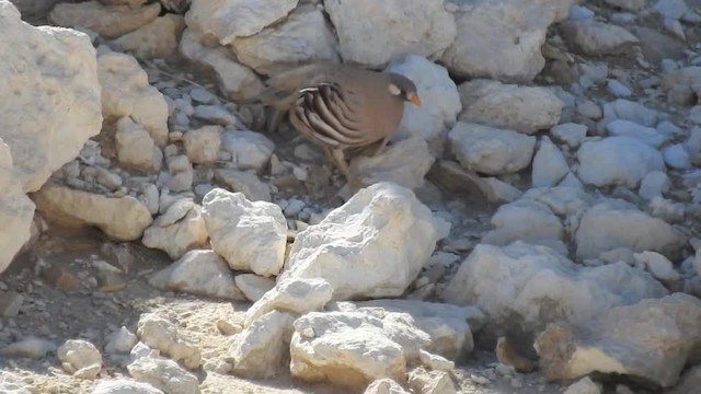 Sand Partridge - ML201612661