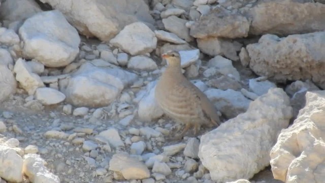 Arabienwüstenhuhn - ML201612671