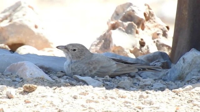 Desert Lark - ML201612691