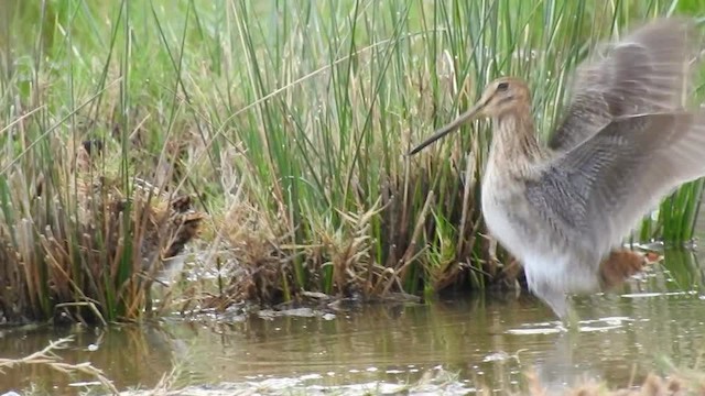 Pin-tailed Snipe - ML201612741