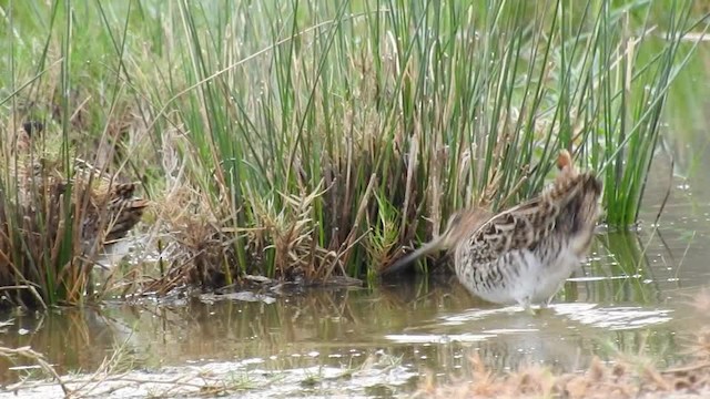 Pin-tailed Snipe - ML201612751