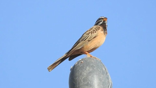 Cinnamon-breasted Bunting - ML201612771