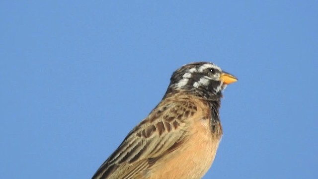 Cinnamon-breasted Bunting - ML201612781