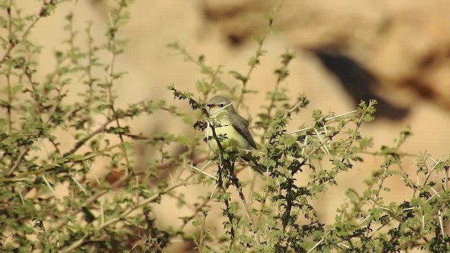 Nile Valley Sunbird - ML201612791