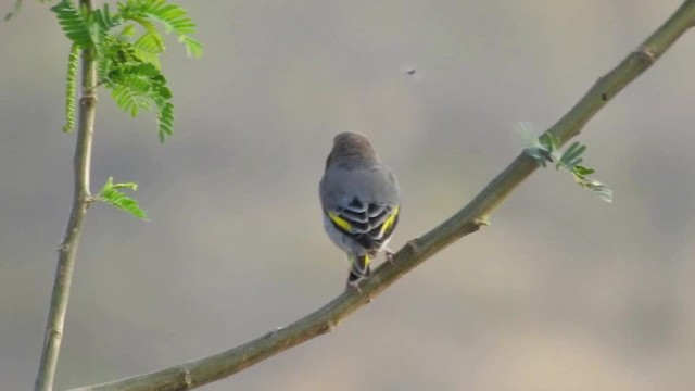 Arabian Grosbeak - ML201612801