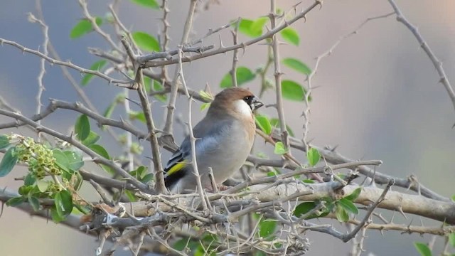 Arabian Grosbeak - ML201612811