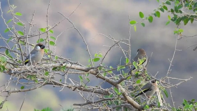 Arabian Grosbeak - ML201612821