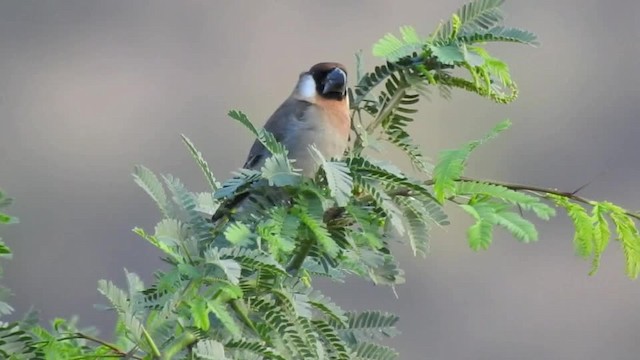 Arabian Grosbeak - ML201612831