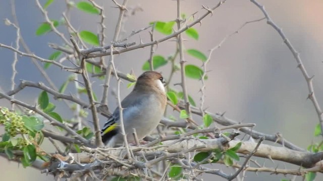 Arabian Grosbeak - ML201612841