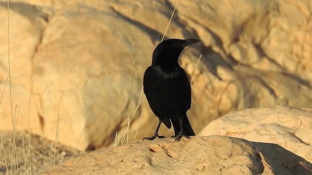 טריסטרמית - ML201612851