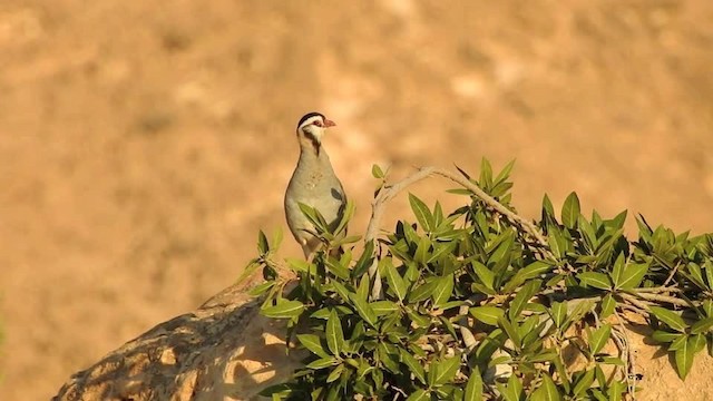 アラビアイワシャコ - ML201612861