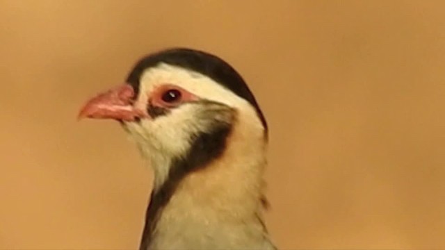 Arabian Partridge - ML201612871