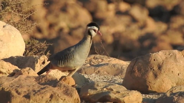 アラビアイワシャコ - ML201612881