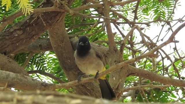 White-spectacled Bulbul - ML201612901