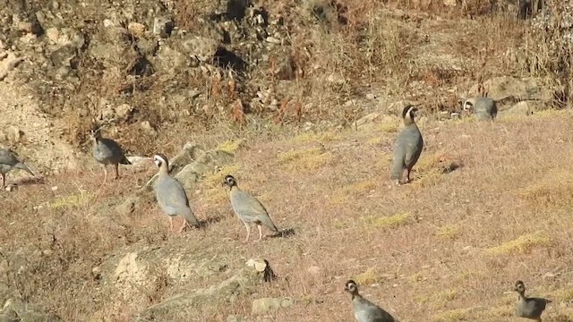 アラビアイワシャコ - ML201612941