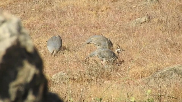 アラビアイワシャコ - ML201612951