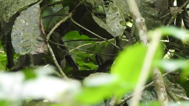 regnskogsanger (mariae gr.) (tåkesanger) - ML201612971