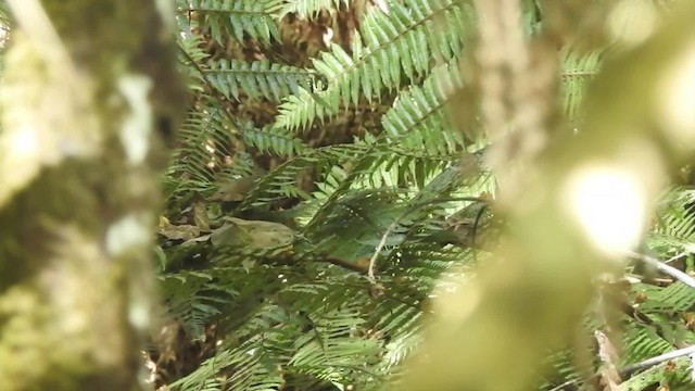 regnskogsanger (mariae gr.) (tåkesanger) - ML201612981