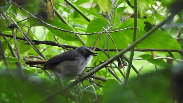 Olive-flanked Robin-Chat - ML201612991