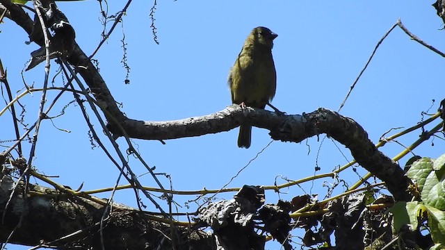 Canario Oropéndola - ML201613001